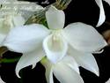 Dendrobium anosmum var. superbum Alba